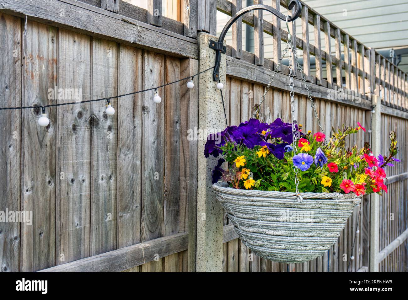 pansy- und Gänseblümchen in einem Topf, der am Zaun im Garten hängt, Hobbygärten Stockfoto