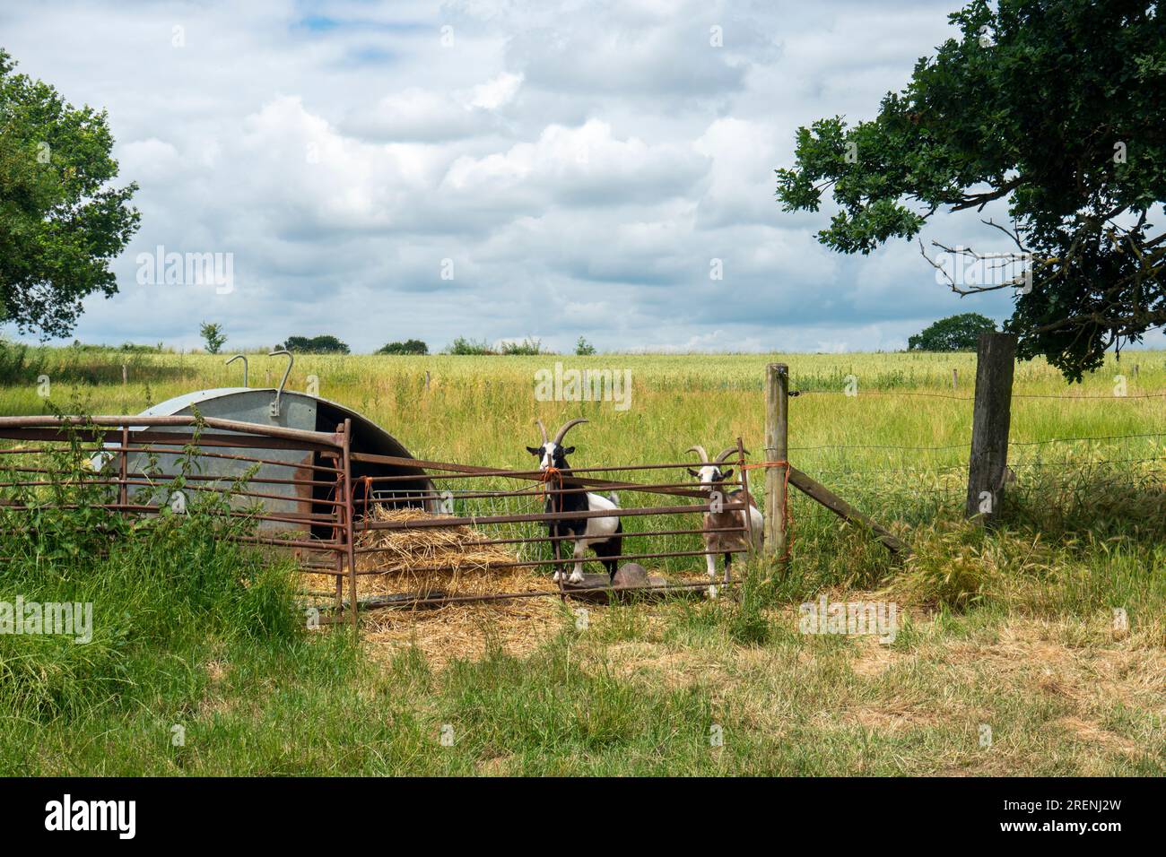 Zwei Ziegen grasen in einem Paddlock auf der Wiese in einem Dorf in Südafrika, in einem Schuppen in der Nähe Stockfoto
