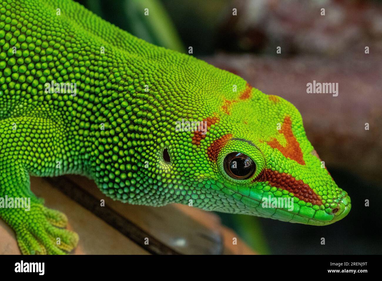 Farbenfroh, Head on Portrait of a Madagascan Giant Day Gecko (Phelsuma grandis) #2 Stockfoto