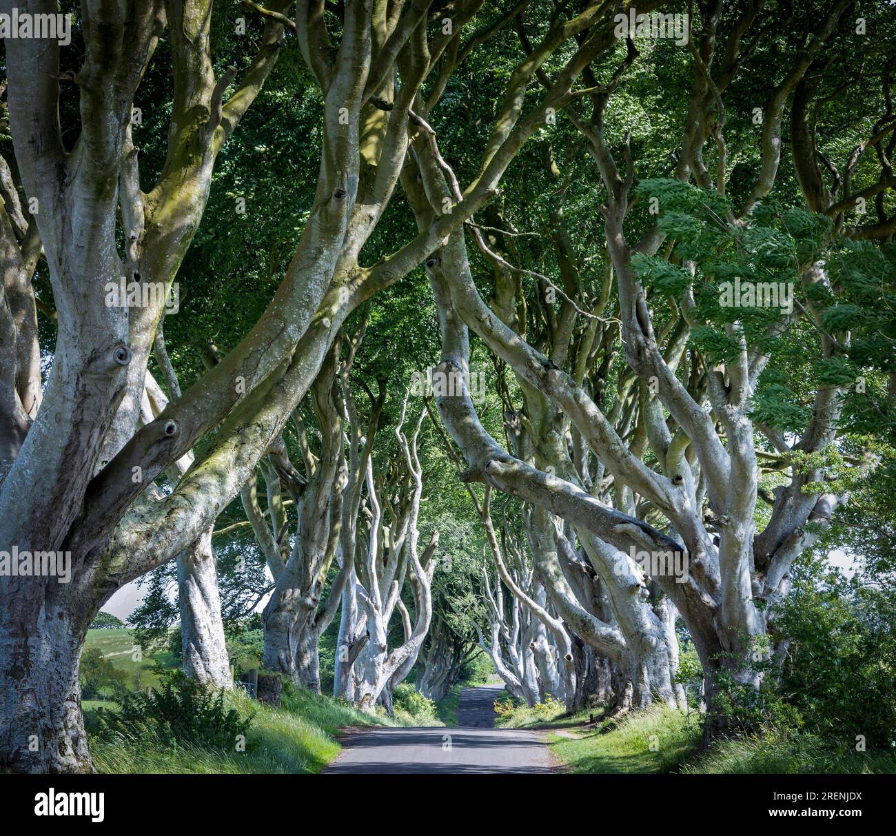 The Dark Hedges, 250 Jahre alte Buchenbäume, die als Schauplatz in Game of Thrones, Antrim, Nordirland verwendet wurden Stockfoto