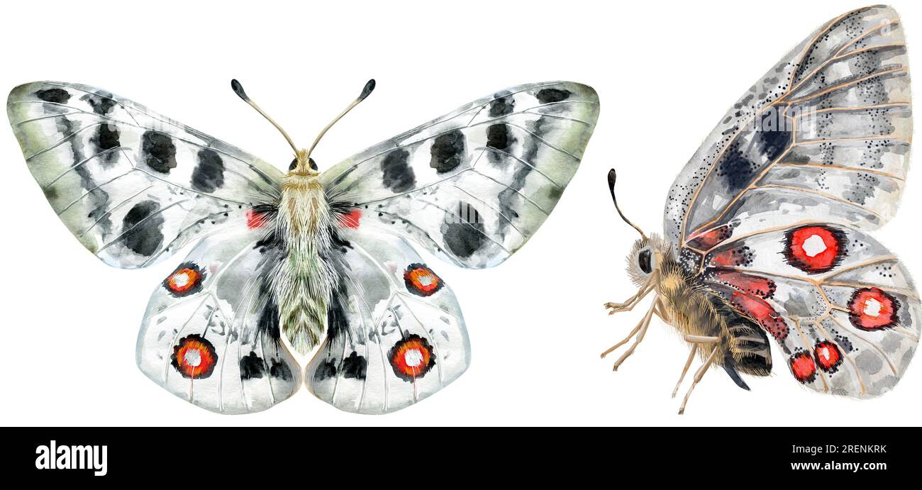 Der Apollo-Schmetterling lebt in bergigen Gegenden, isoliert auf weißem Hintergrund. Aquarelldarstellung Stockfoto