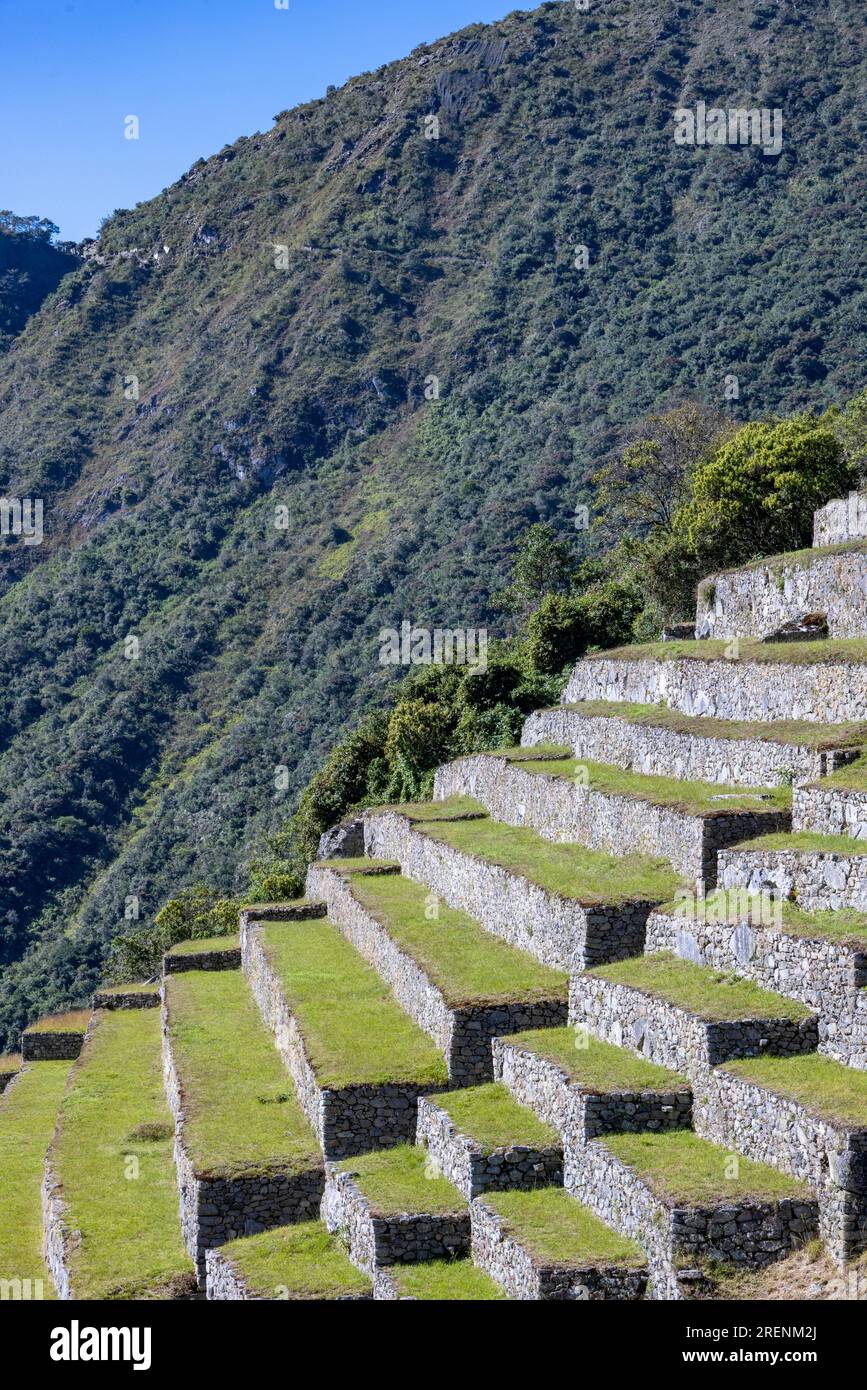 Landwirtschaftliche Terrassen, Inka-Ruinen von Machu Picchu, Peru, Südamerika Stockfoto