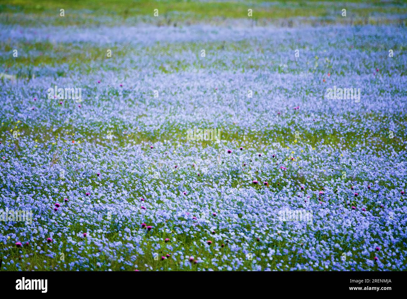 Steppe-Kaution. Zur Entstehung von Wildflachsfeldern (Linum usitatissimum). Schwarzmeerregion Stockfoto