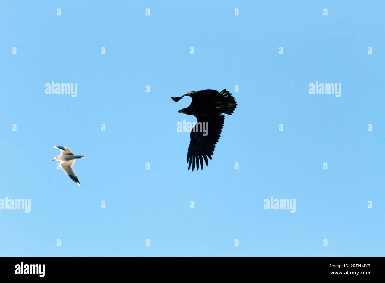 Die Möwe greift Adler an, um die Nachkommen während der Nistzeit zu schützen, Schutzverhalten, Aggressivität. Gull (Larus canus) versus White-ta Stockfoto