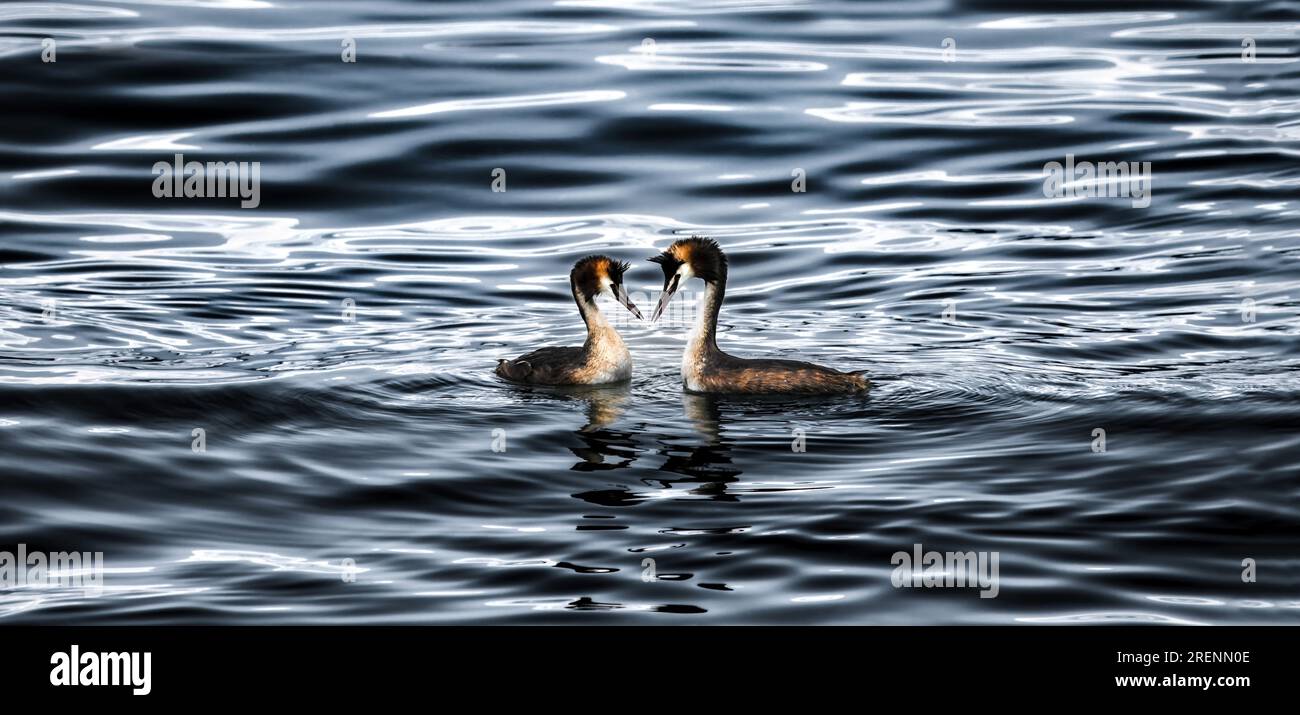 Ein großes Kammgräbchen (Podiceps cristatus) Paar auf einem dunklen See mit weichen Wellen, zentriert, groß Stockfoto