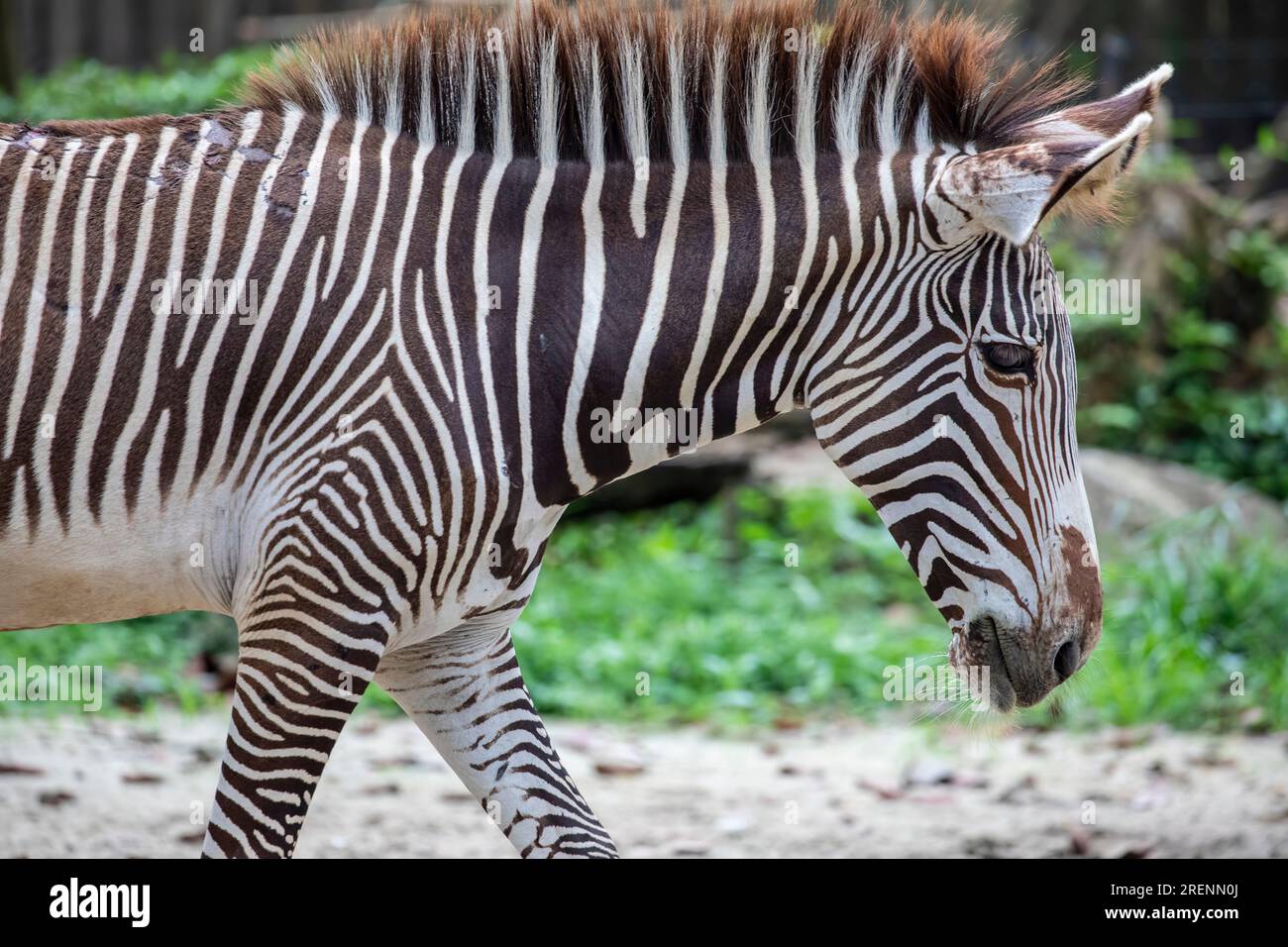 Ein Zebrafohlen von Grevy, das größte lebende Wildpferd und das größte und am meisten bedrohte der drei Zebraarten, Stockfoto