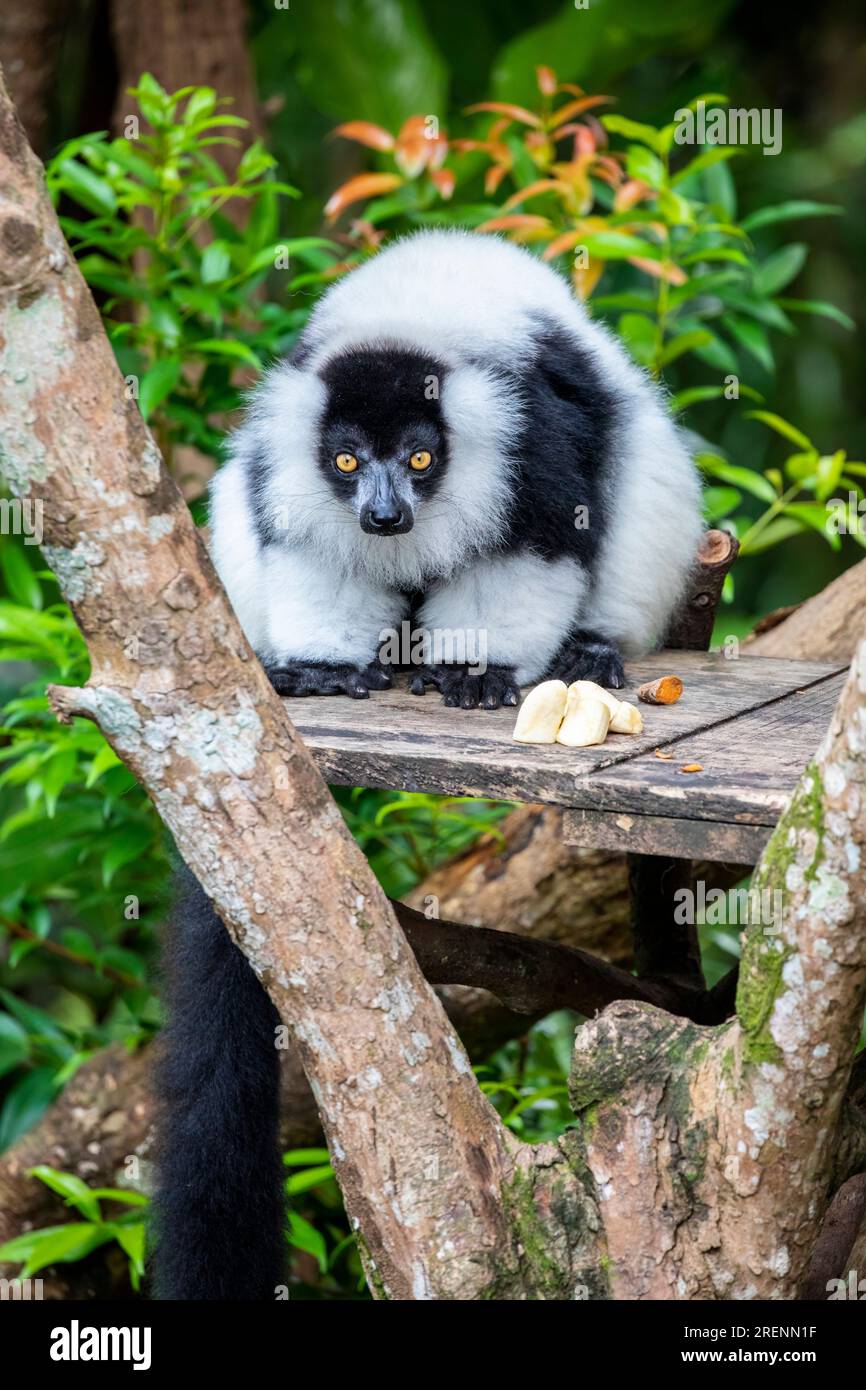 Der schwarz-weiß-geraffte Lemur (Varecia variegata). Eine vom Aussterben bedrohte Art von gerafften Lemuren, eine von zwei, die auf der Insel Madagaskar endemisch sind. Stockfoto