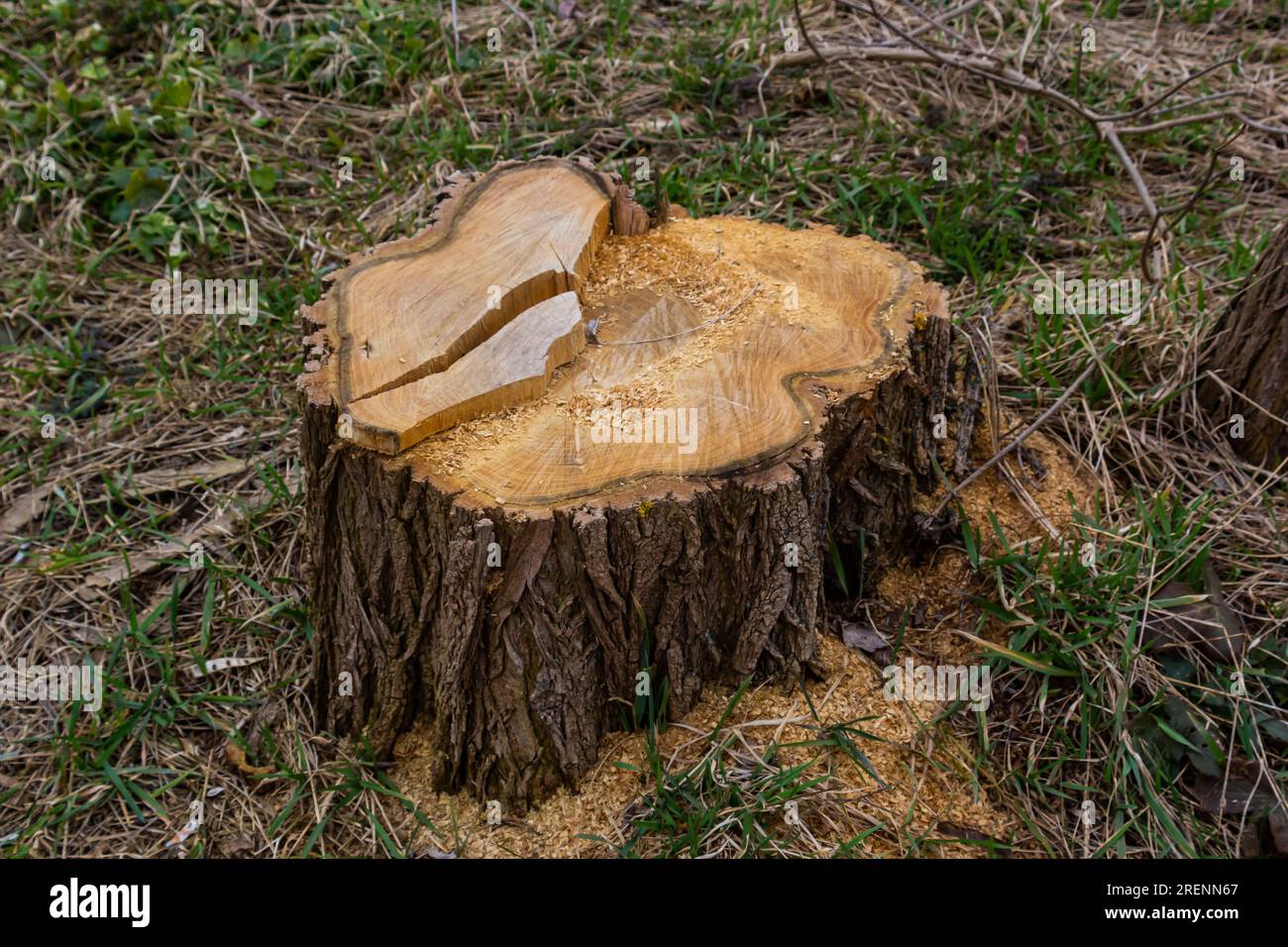 Ein Baumstumpf in einem Quellwald, ökologische Probleme im Zusammenhang mit der Entwaldung. Stockfoto