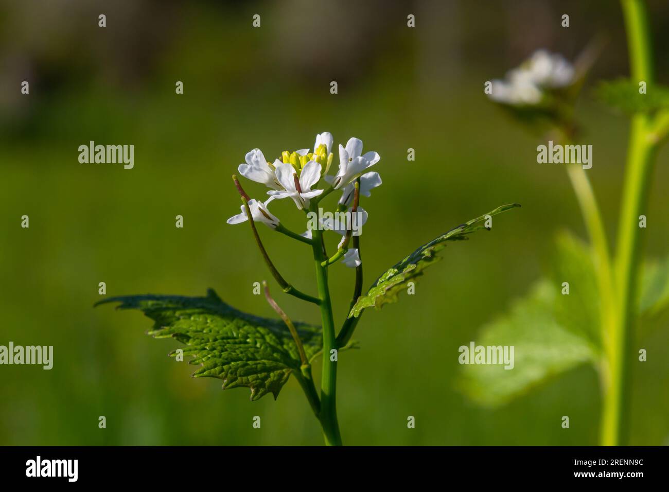 Knoblauch Senfblumen Alliaria petiolata Nahaufnahme. Alliaria petiolata, oder Knoblauchsenf, ist eine zweijährige Blütenpflanze in der Senffamilie Brassic Stockfoto