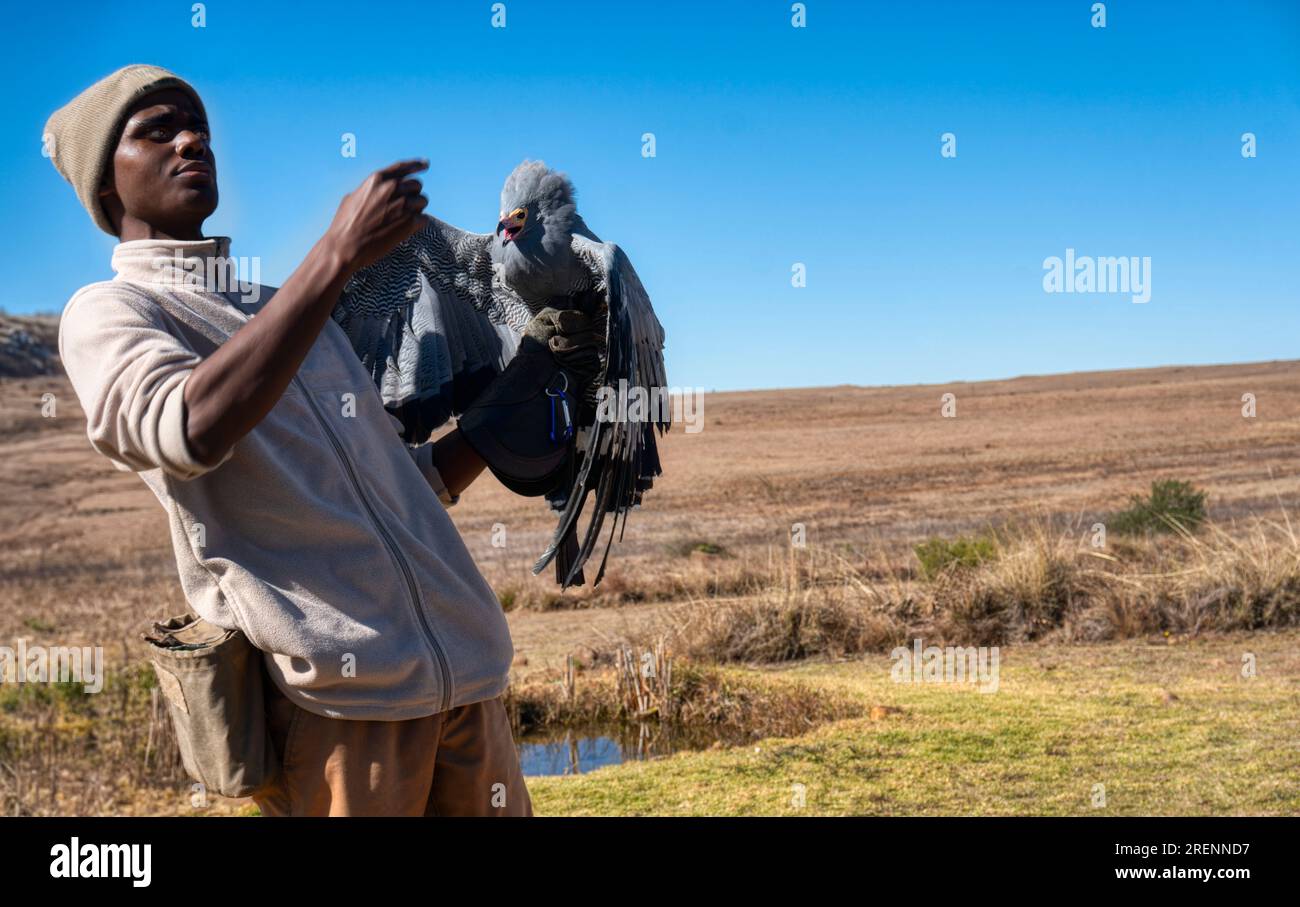 Jagd, ägyptischer Geier, der auf dem Lederhandschuh sitzt, Hintergrund des Wüstenhimmels Stockfoto