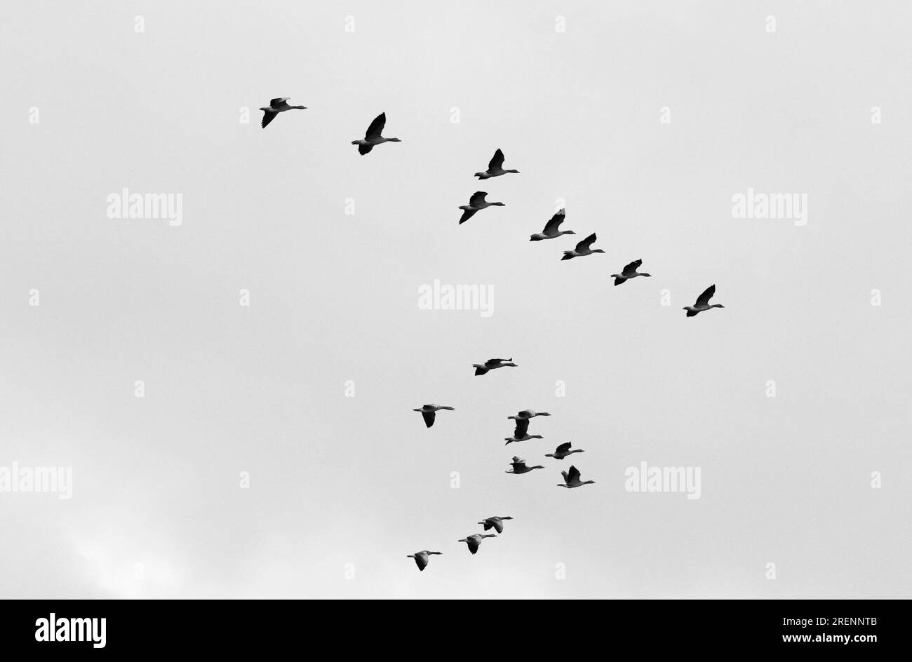 Skein von Gänsen, die über salthouse North norfolk england fliegen Stockfoto