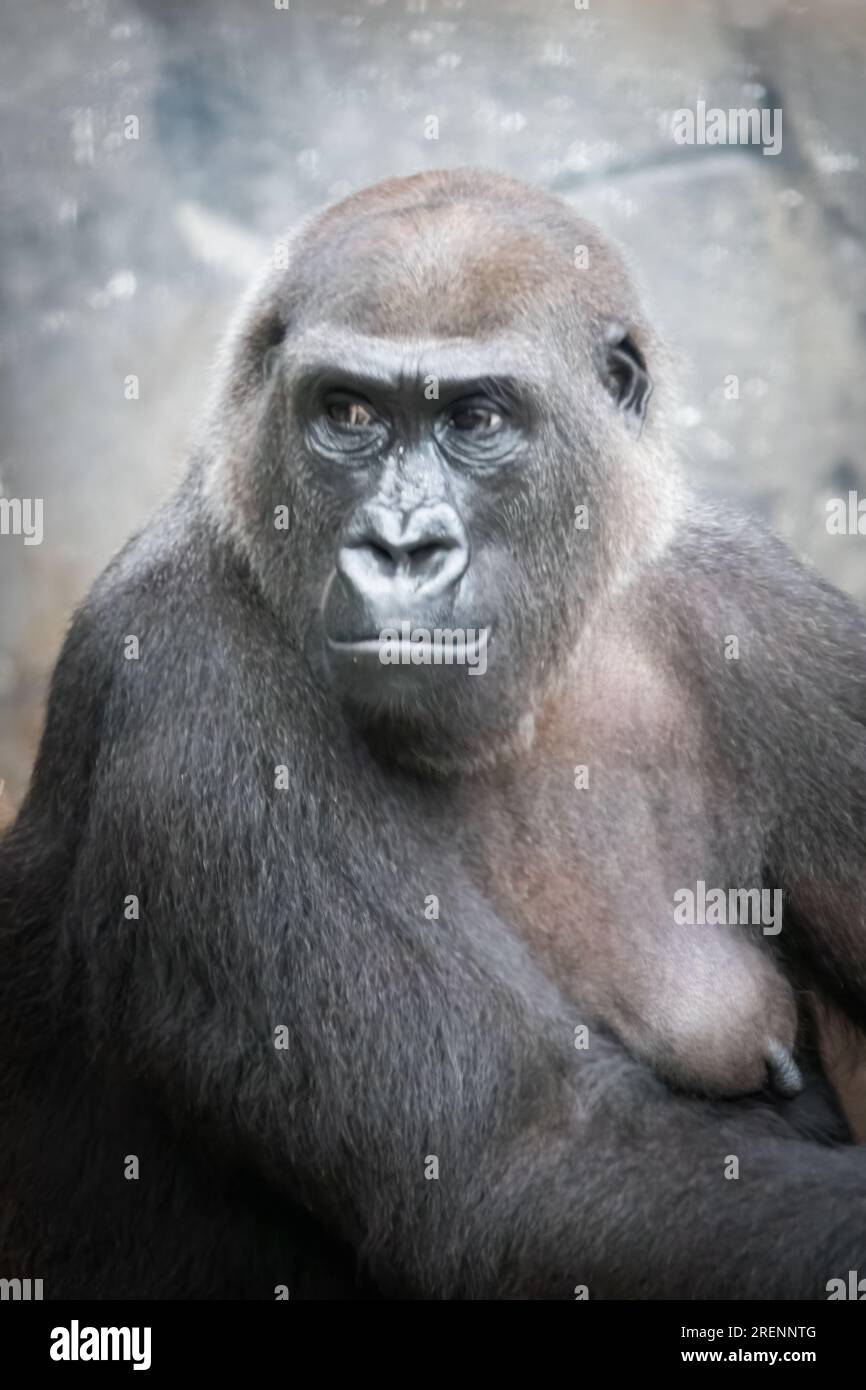 Vertikales Porträt eines weiblichen Gorillas Stockfoto