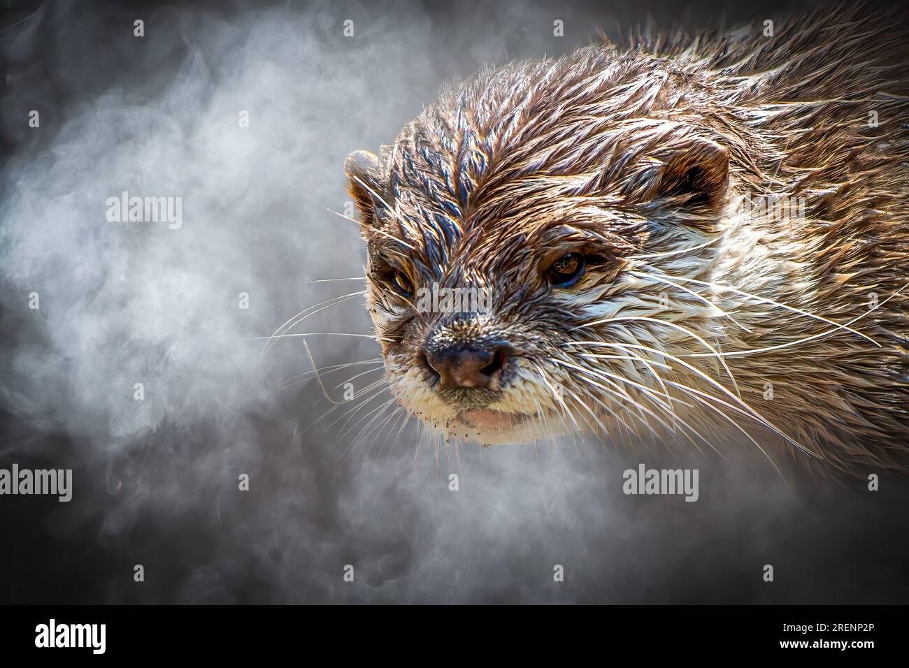 Nah an einem Otter in einer nebeligen Nebelwolke Stockfoto