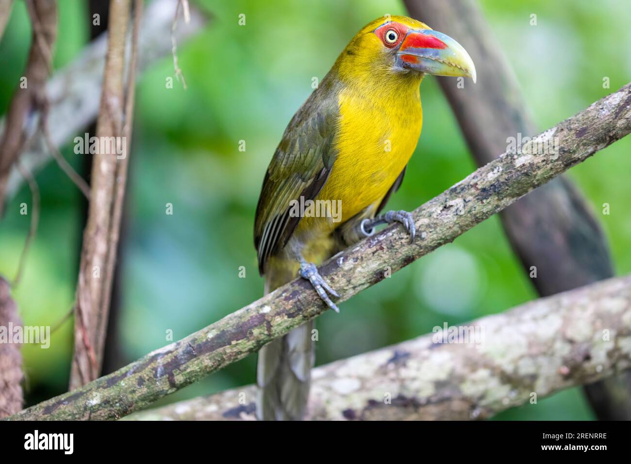 Der Safran-Tucanet (Pteroglossus bailloni) ist eine Vogelart aus der Familie der Ramphastidae, die im Atlantischen Wald vorkommt Stockfoto