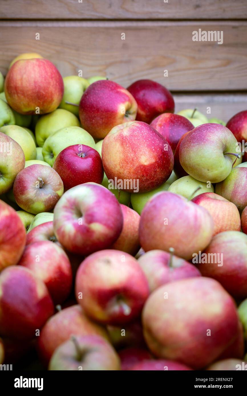 Die Ernte frischer reifer roter Äpfel, die gerade von den Bäumen gesammelt wurden, wird in große Palettencontainer aus Holz gefaltet. Produktionskapazität von Obstgärten f Stockfoto