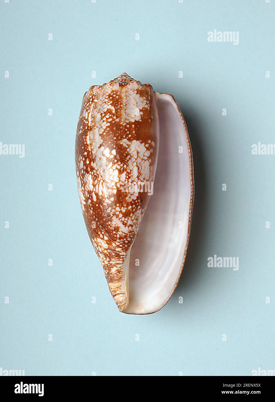 Conus geographus conus geographus Fotos und Bildmaterial in hoher