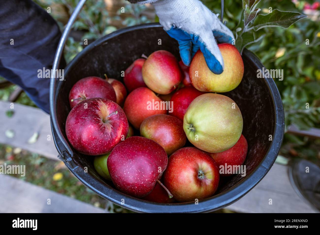 Die Ernte frischer reifer roter Äpfel, die gerade von den Ästen gesammelt wurden, wird in große Plastikeimer gefaltet. Produktionskapazität eines Obstbauernhofs in Stockfoto