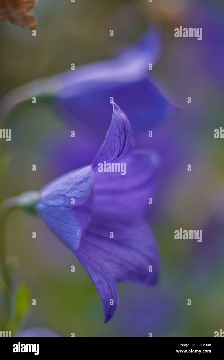 Blauviolette Blume Blume Platycodon grandiflorus Nahaufnahme Stockfoto