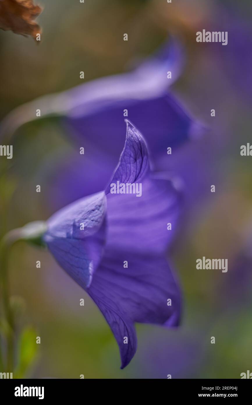 Blauviolette Blume Blume Platycodon grandiflorus Nahaufnahme Stockfoto