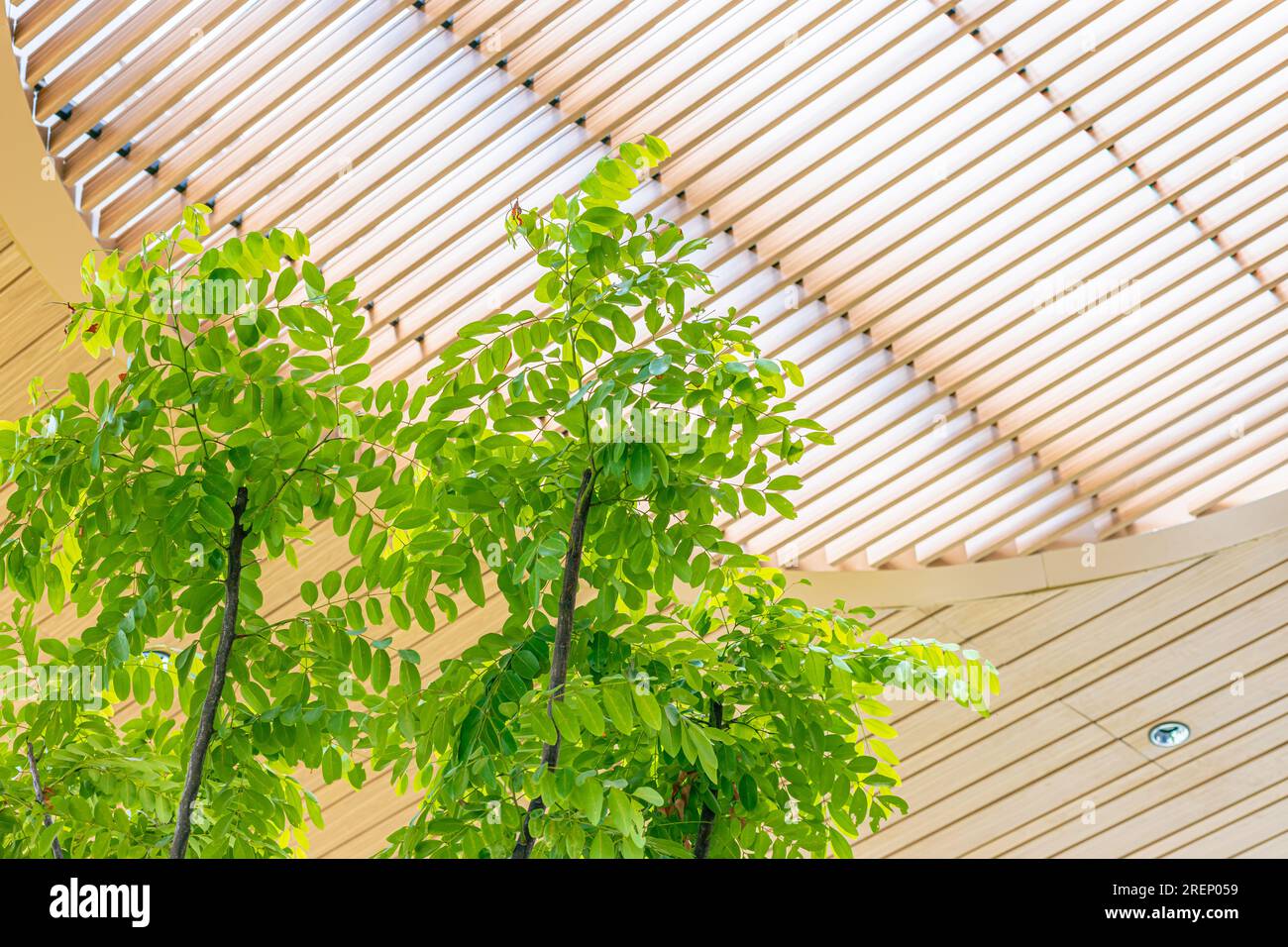 Öffentlicher Innenbereich mit Sonnenschirm und Dachgrill für grüne Baumpflanzen im Innenbereich zur Kühlung der Luft und zur Erfrischung des Ozons Stockfoto