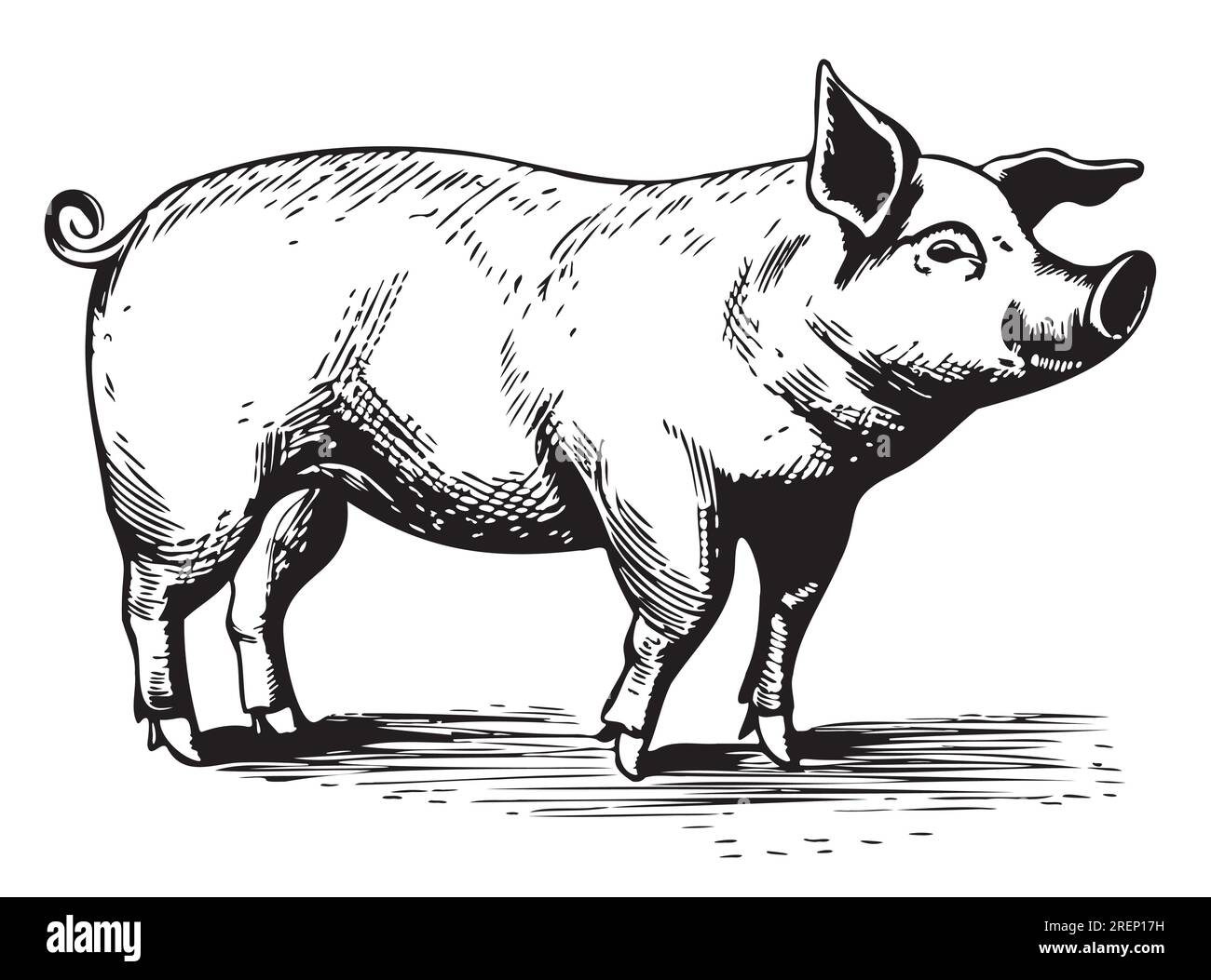Schwein in der grafischen Landwirtschaft und Tierhaltung Stock Vektor