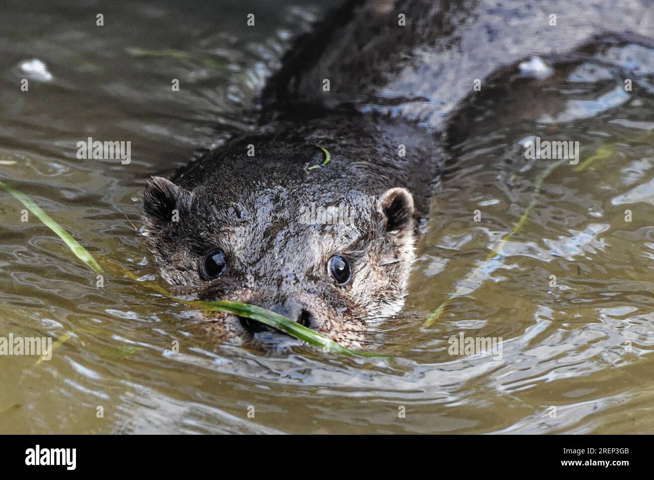 Eurasischer Otter (Lutra lutra) unreif mit nassem Pelzaussehen. Stockfoto