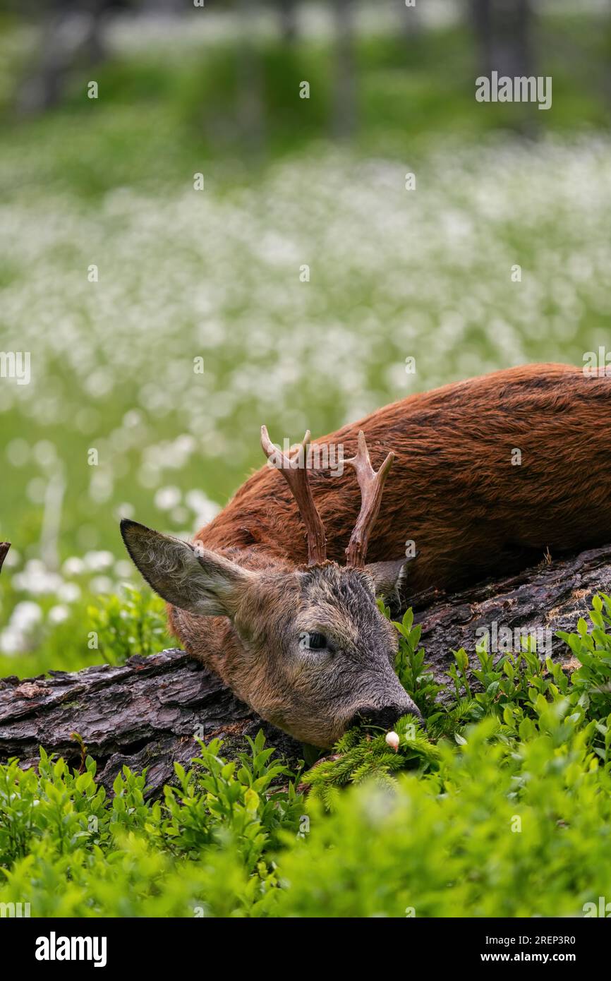 Feiern Sie die Trophäe eines Rogenbucks nach der Jagd in den Bergen in einem Hochmoor mit Baumwollblumen Stockfoto