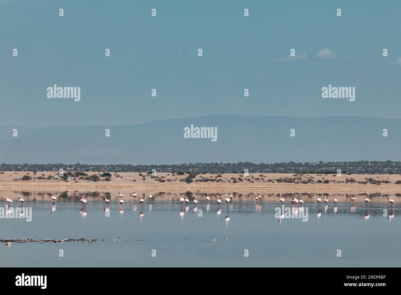 Lake Magadi Reiseabenteuer - Flamingos Home Stockfoto