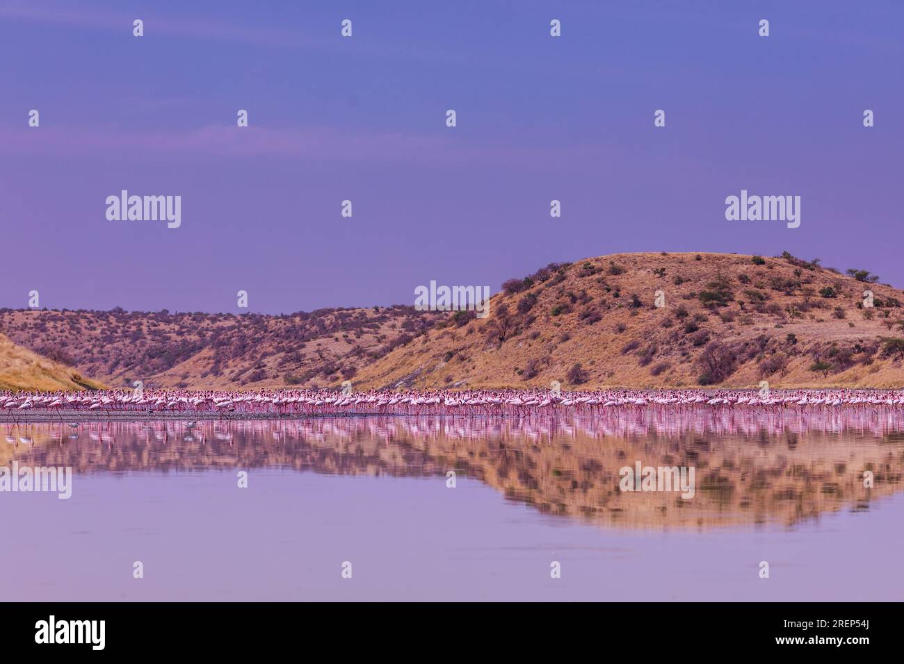 Lake Magadi Reiseabenteuer - Flamingos Home Stockfoto