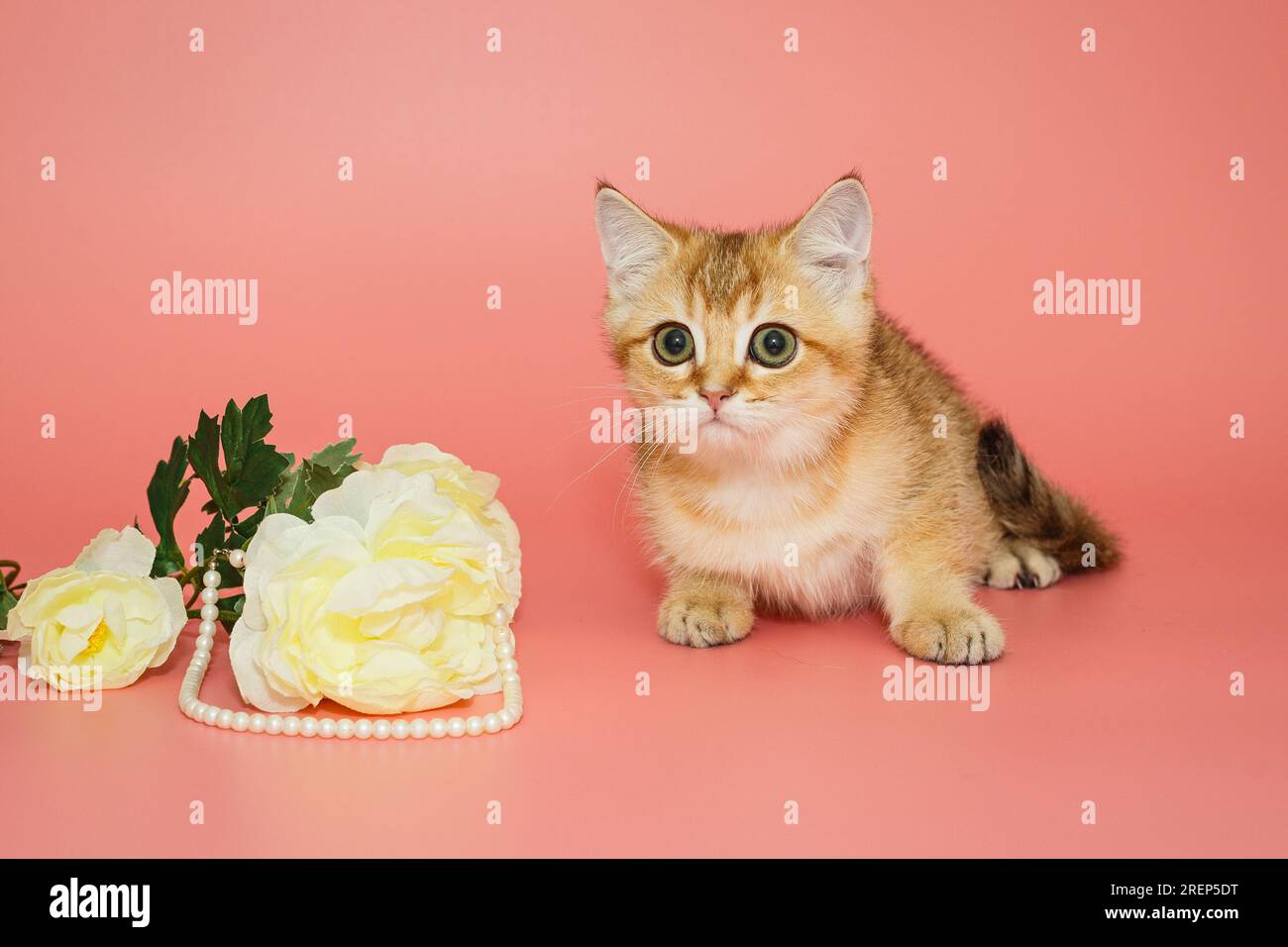 Kleines, lustiges schottisches Kätzchen und eine weiße Blume mit Perlen auf pinkfarbenem Hintergrund Stockfoto