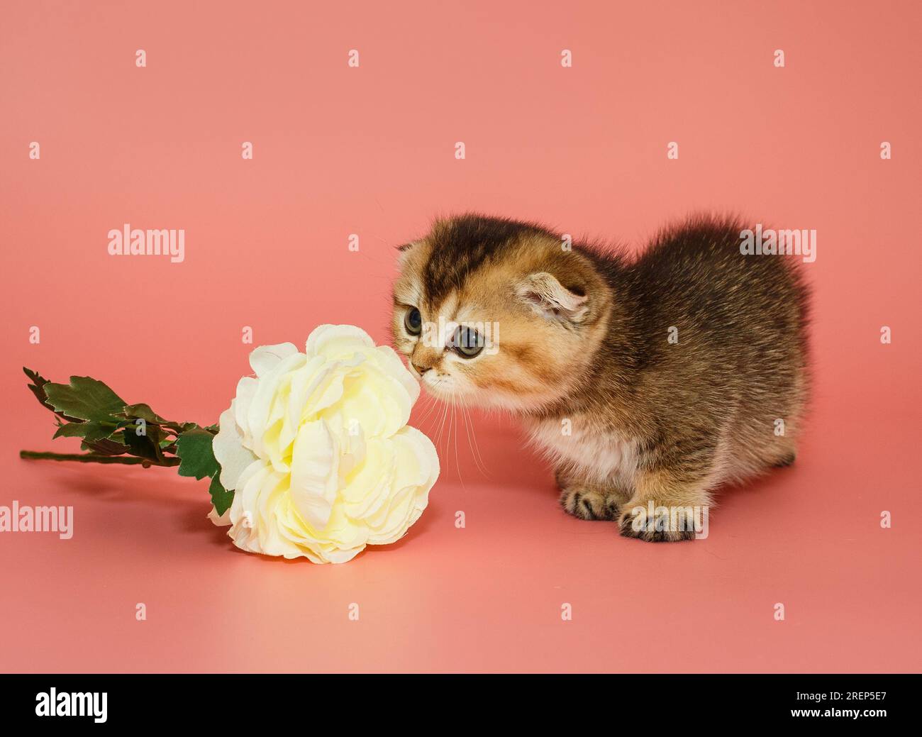 Ein kleines schottisches Faltkätzchen schnüffelt an einer weißen Blume auf pinkfarbenem Hintergrund Stockfoto