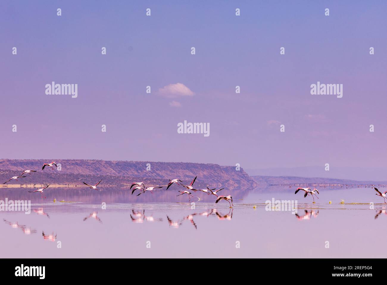 Lake Magadi Reiseabenteuer - Flamingos Home Stockfoto