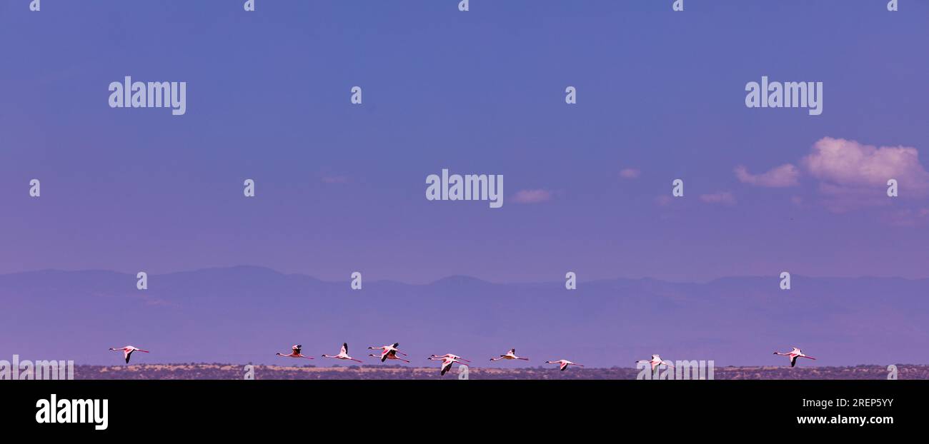 Lake Magadi Reiseabenteuer - Flamingos Home Stockfoto