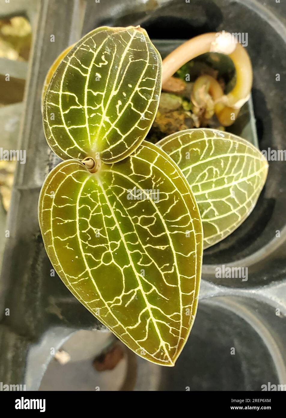 Wunderschöne grüne Blitzblätter von Dossinochilus Dreamcatcher Jewel Orchid, einer seltenen und beliebten Hauspflanze Stockfoto
