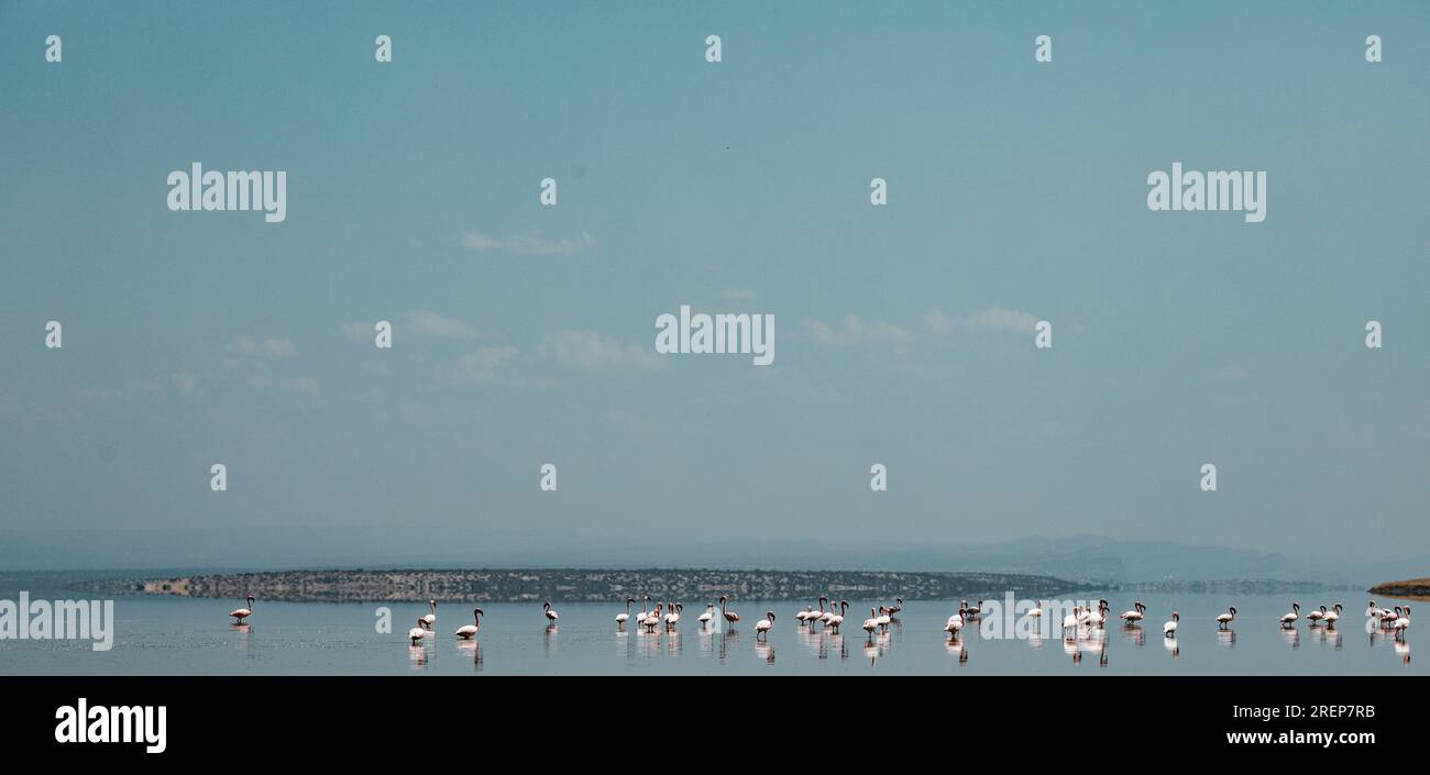 Lake Magadi Reiseabenteuer - Flamingos Home Stockfoto