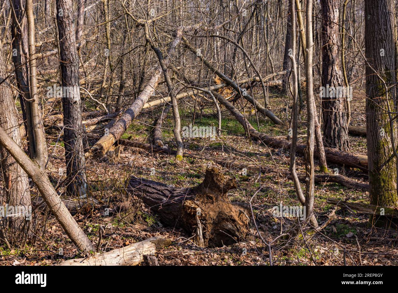 Tote und gefallene Bäume im Waldtod im Winter mit Fokusklammern komplett scharfkantig, deutscher Klimawandel Stockfoto