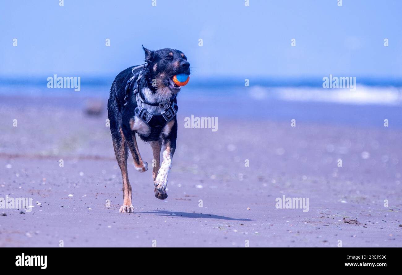 Eine Collie an der walisischen Grenze, die am Strand spielt Stockfoto