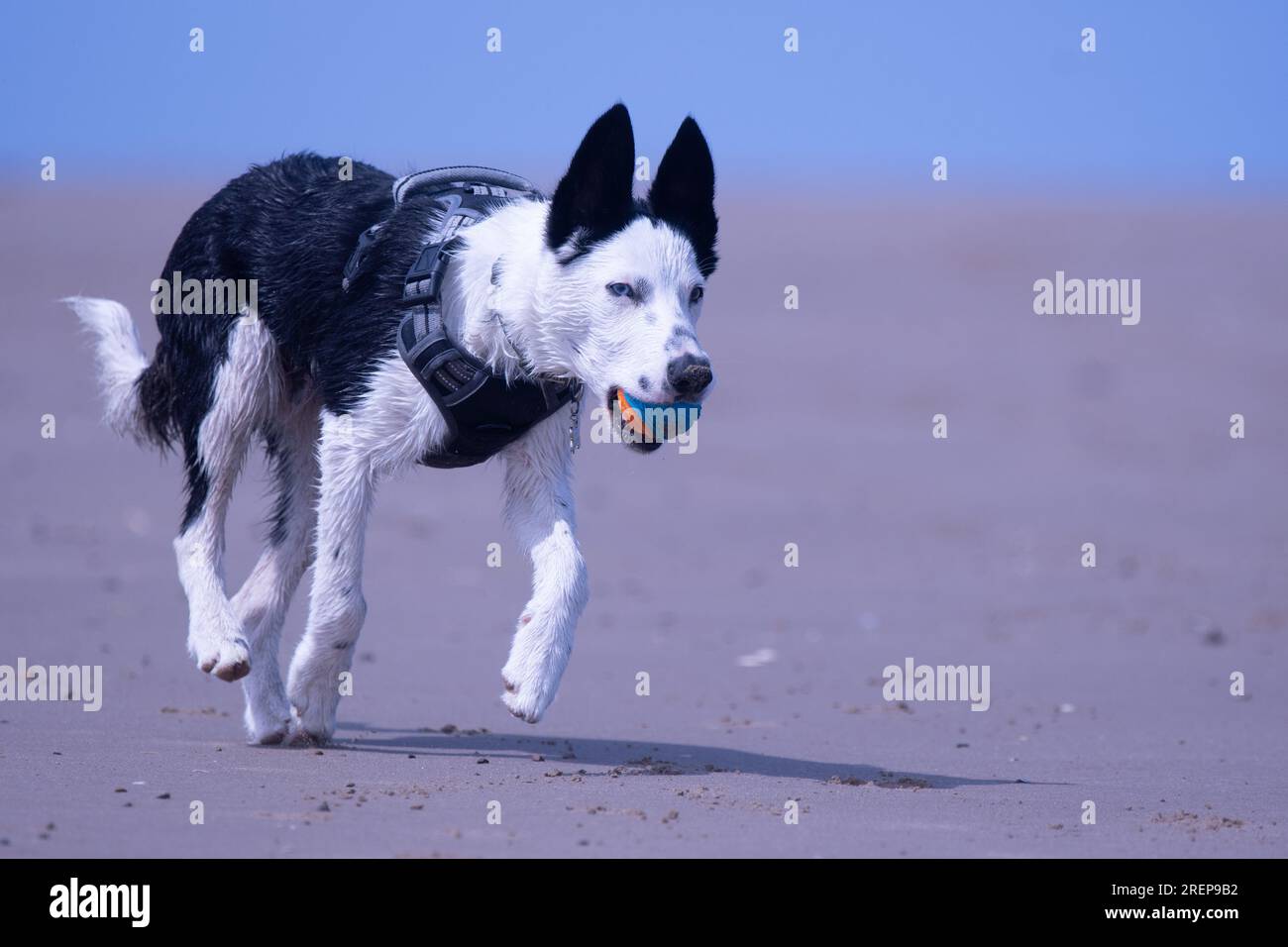 Ein Border Collie Welpe am Strand Stockfoto