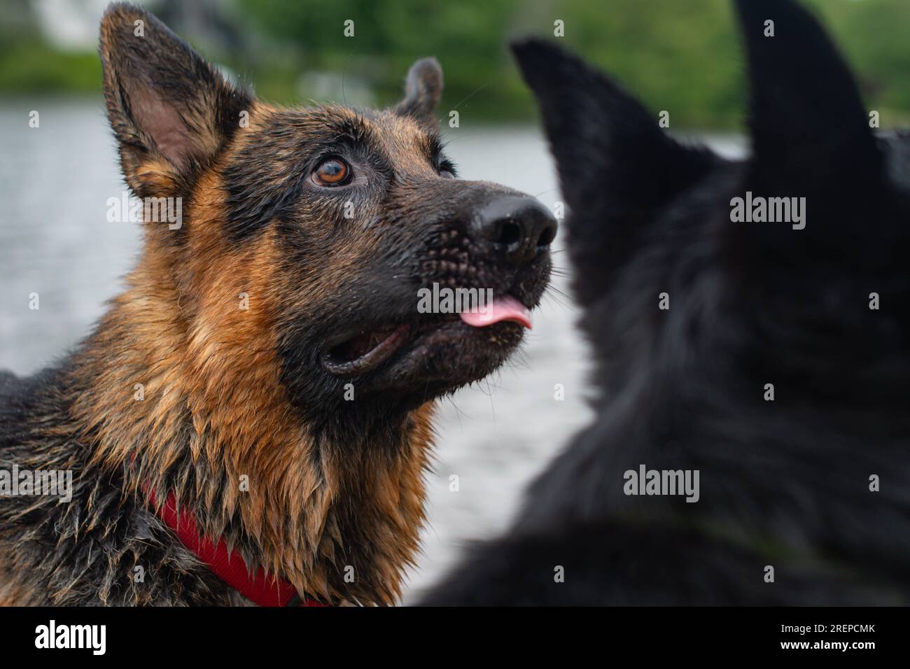 Sommerhunde, die Spaß am Wasser haben Stockfoto