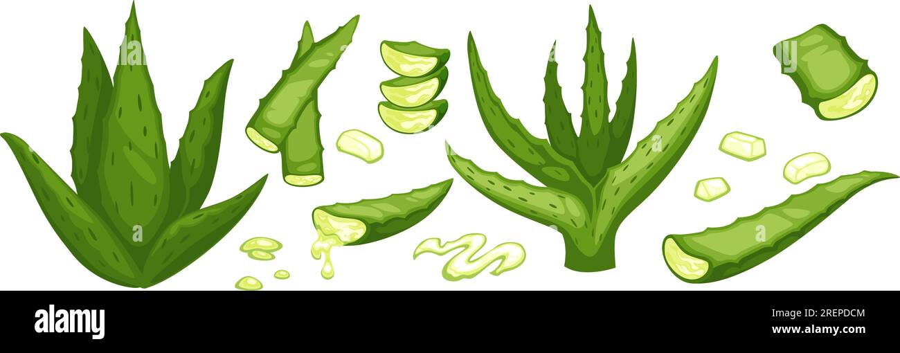 Aloe Vera Blätter, Gel aus der Pflanze für die Gesundheit Vektor Stock Vektor