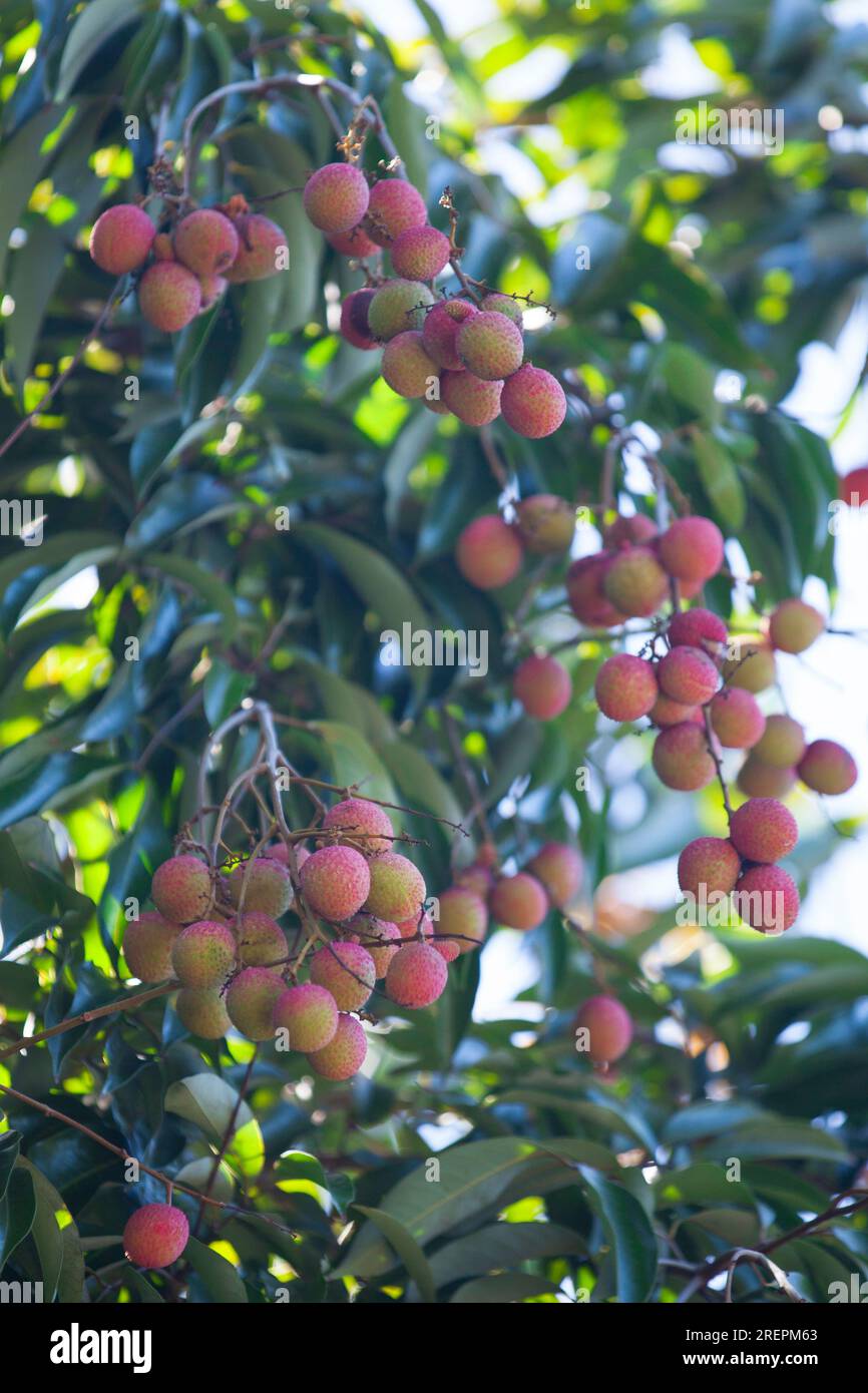 Lychee ist ein monotypes Taxon und das einzige Mitglied der Gattung Litchi der Seifenbeerfamilie, Sapindaceae. Stockfoto