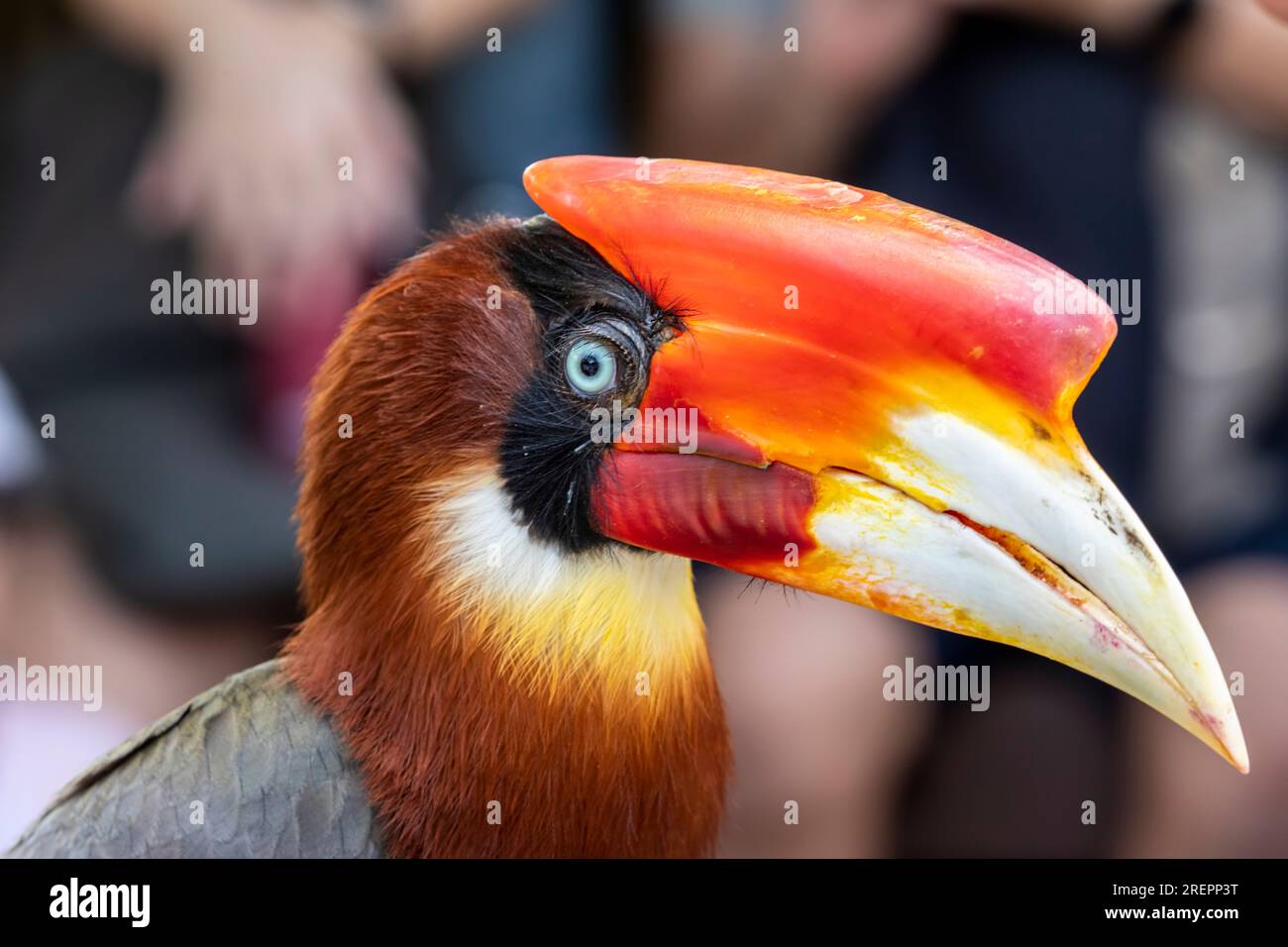 Das Nahaufnahme-Bild des Rufous Hornbills. Es wird manchmal wegen seines periodischen Miteinsaals "die Uhr der Berge" genannt. Stockfoto