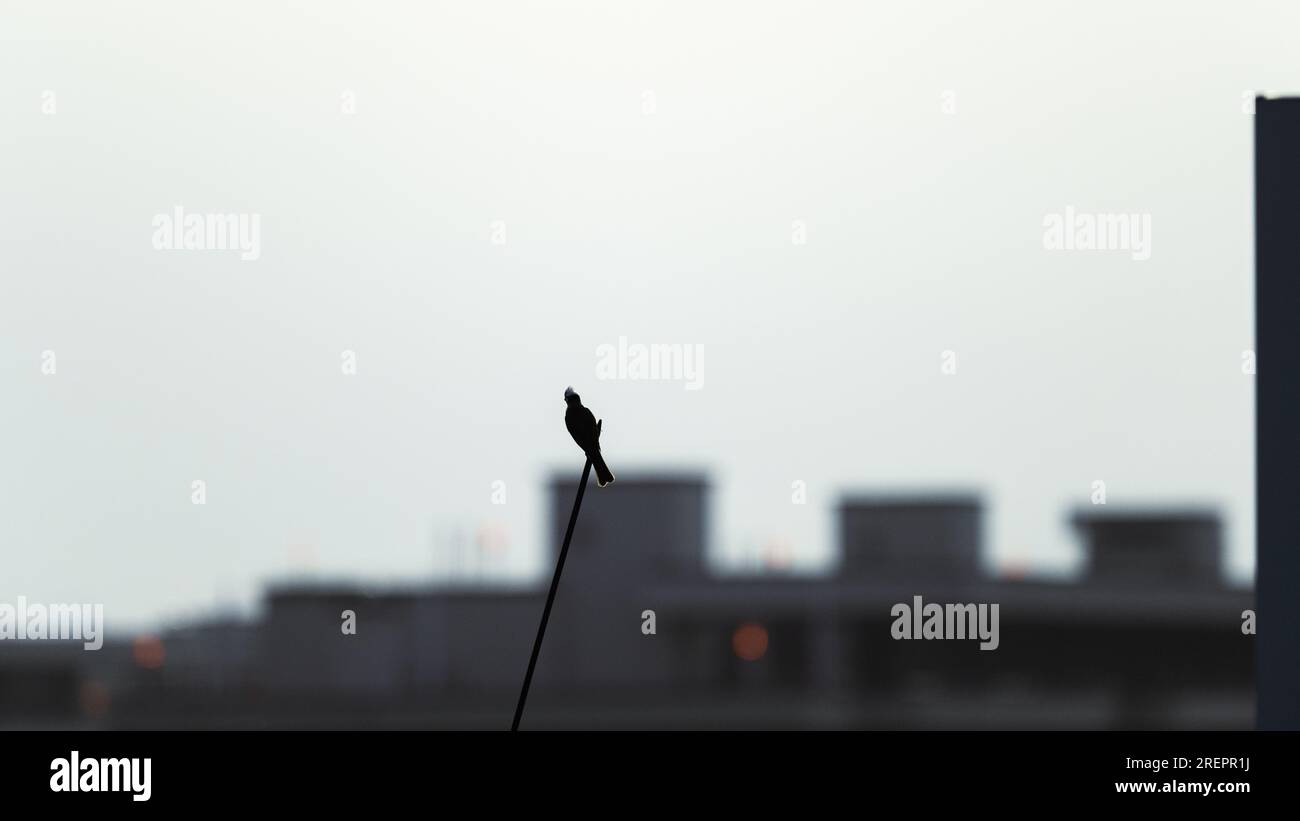 Der Vogel auf dem Dach an einem sonnigen Tag. Stockfoto