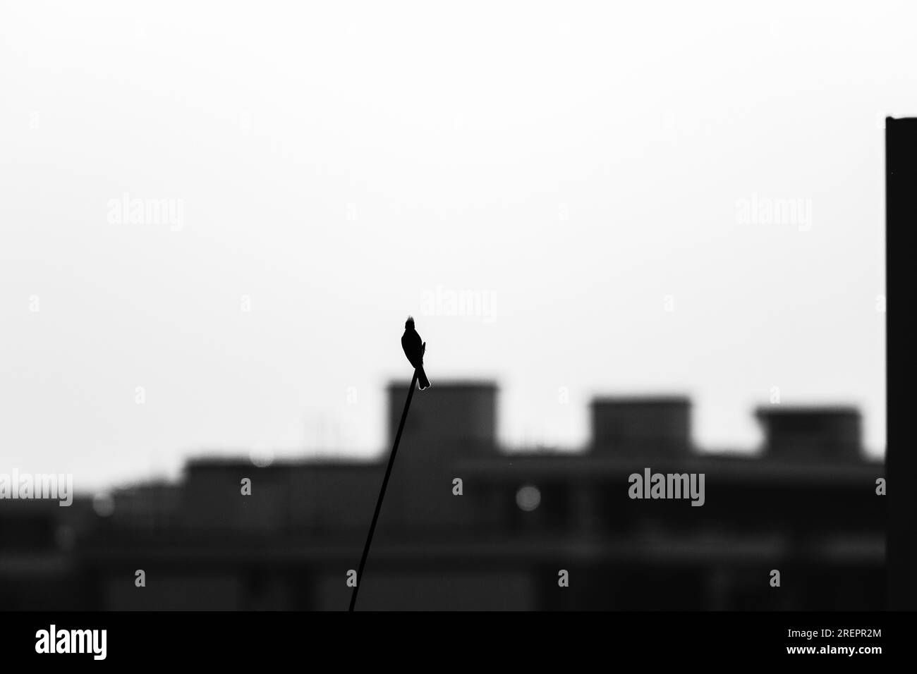 Das Schwarz-Weiß-Foto des Vogels auf dem Dach an einem sonnigen Tag. Stockfoto