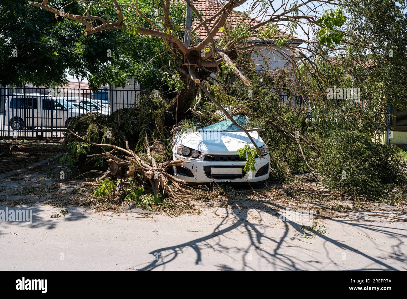 Ein großer Baum fiel auf das geparkte Auto wegen Sturm und starkem Wind. Stockfoto