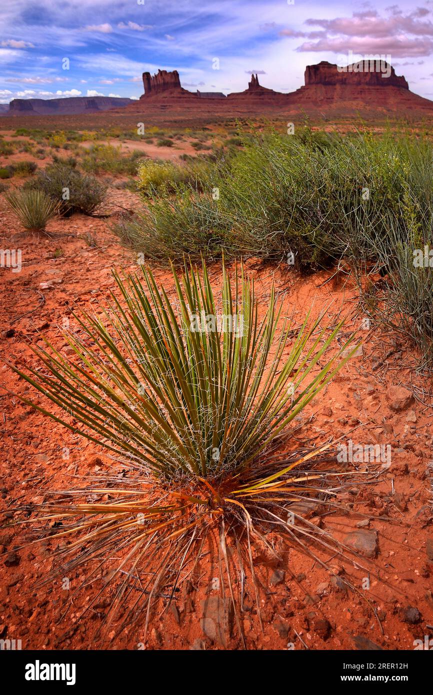 Westliche Wüstenlandschaft des Monument Valley mit Yucca-Pflanze (Yucca gloriosa), auch bekannt als spanischer Dolch im Vordergrund Stockfoto