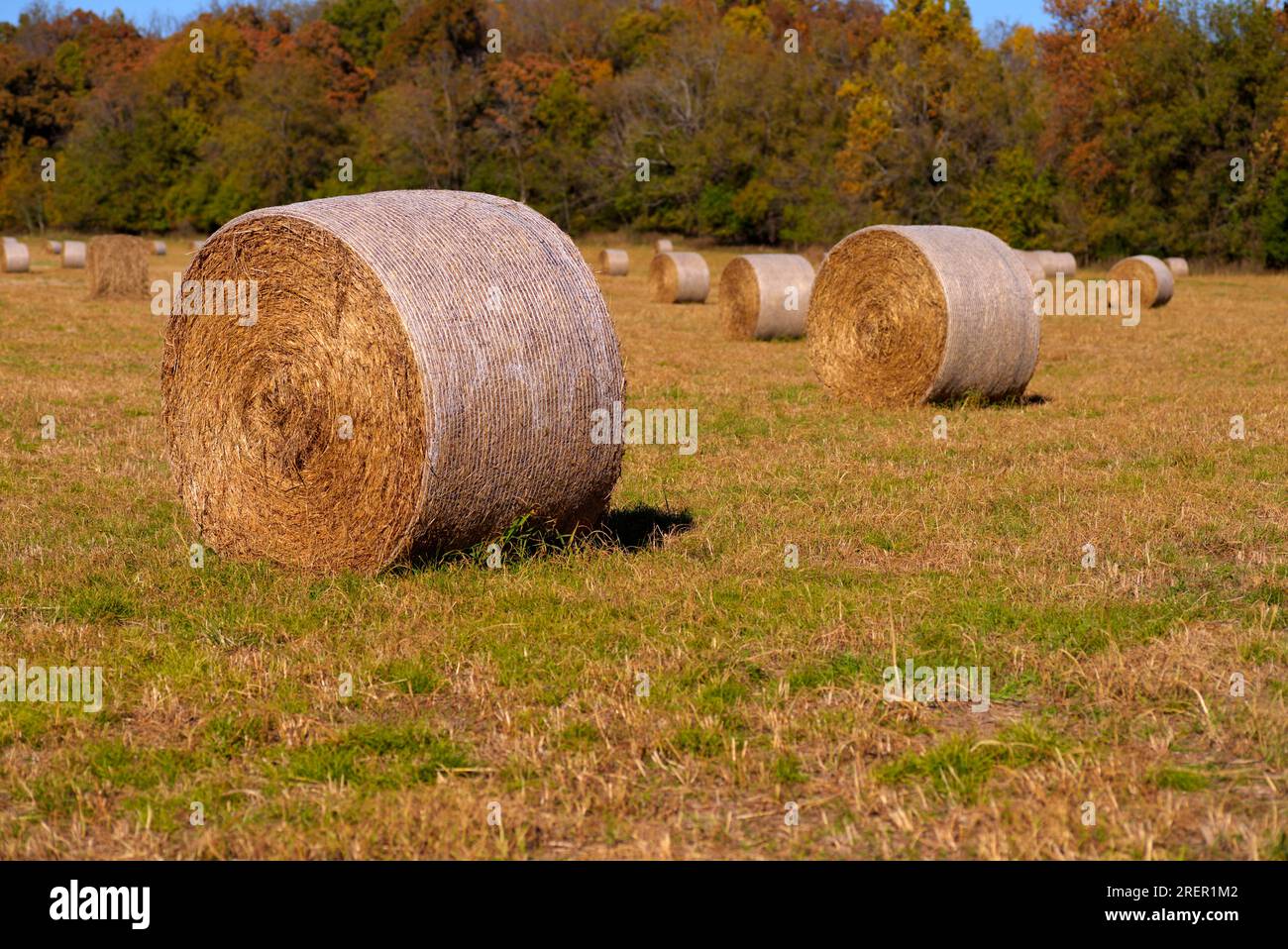 In der späten Nachmittagssonne im Südwesten Missouris werden Heuballen mit Herbstfarben im Hintergrund rund. Stockfoto