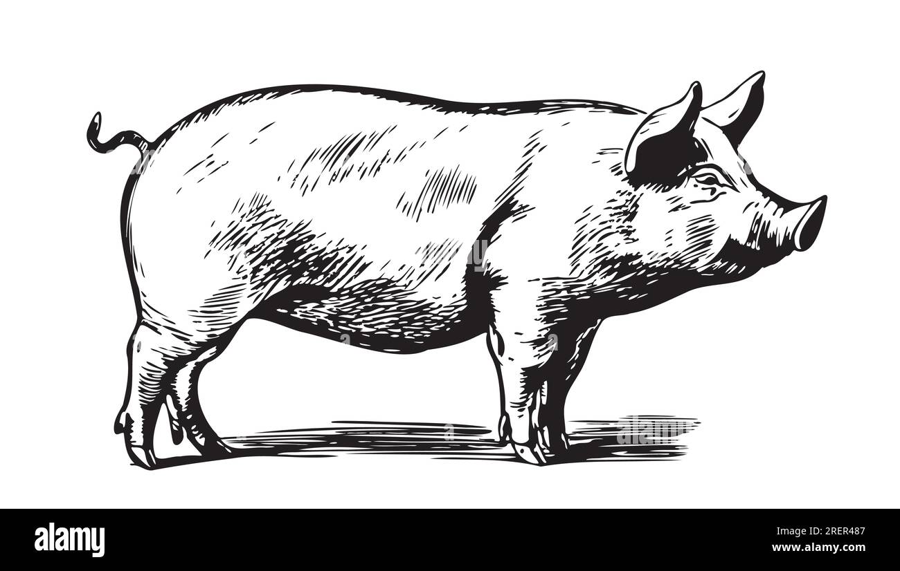 Süßes Schwein in grafischer Landwirtschaft und Tierhaltung Illustration Stock Vektor