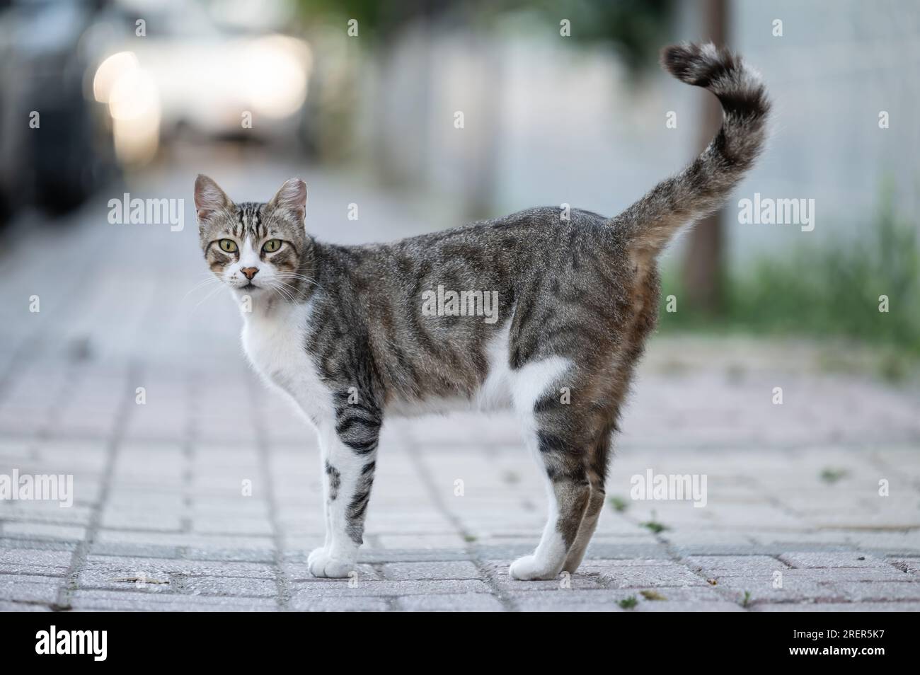 Graues Cat Street Portrait Look Frontkamera auf unscharfem Hintergrund. Konzentrieren Sie sich auf die Augen Stockfoto