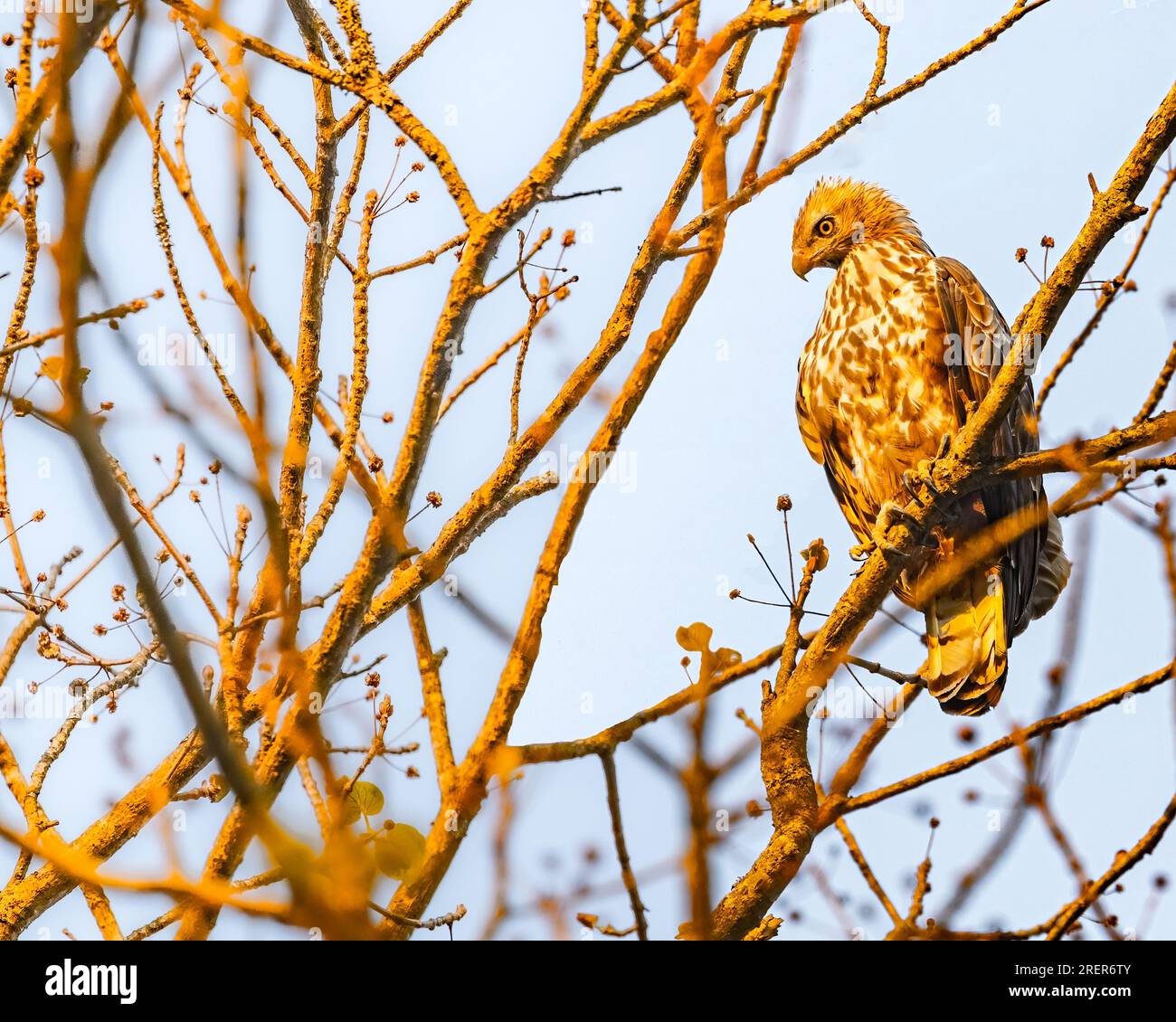 Ein wechselbarer Hawk Eagle, der nach unten schaut Stockfoto